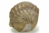 Bargain, Enrolled Asaphus Sulevi Trilobite - Russia #363091-2